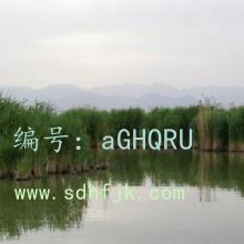 ָ