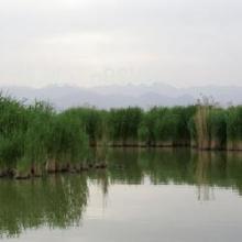 ζ