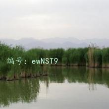 ͬ